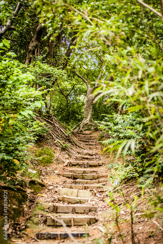 Hiking Trail in the Jungle