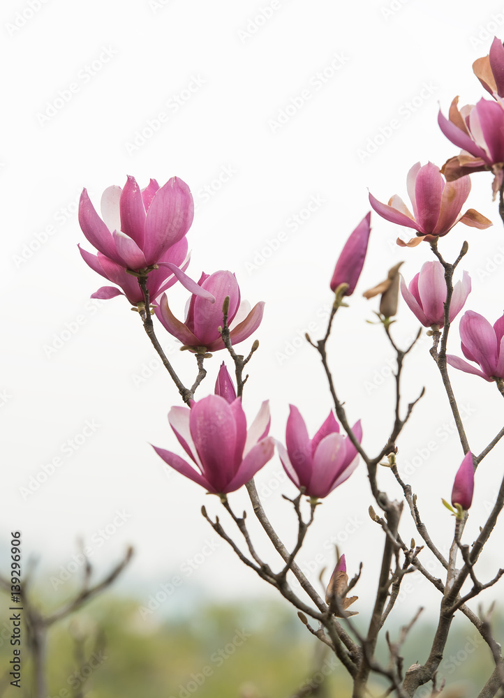 Fototapeta premium pink magnolia flowers
