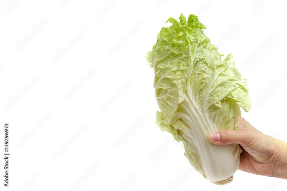 Hand holding white lettuce on white background isolated with copy space