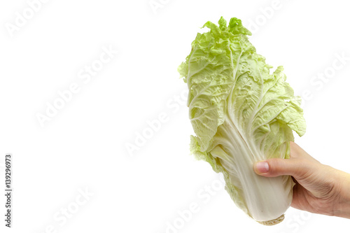 Obraz na płótnie Hand holding white lettuce on white background isolated with copy space w salonie