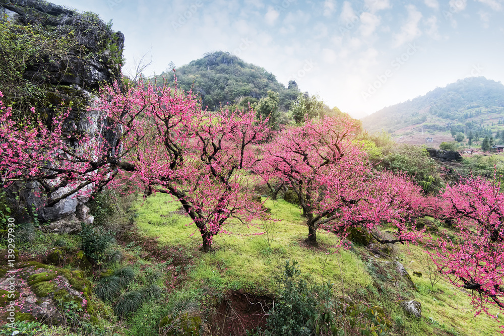 Peach Blossom in moutainous area in heyuan district, guangdong province, China. Peach Blossom in moutainous area in heyuan district, guangdong province, China.