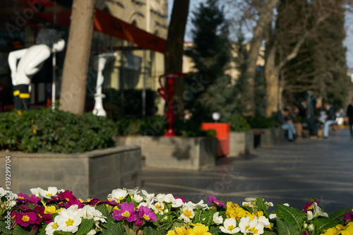 Flowers violets on the flowerbed in city blur. Springtime.