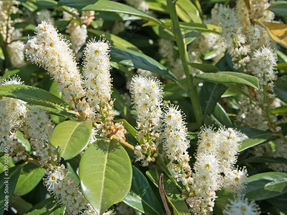 Naklejka premium Blühender Kirschlorbeer, Prunus laurocerasus