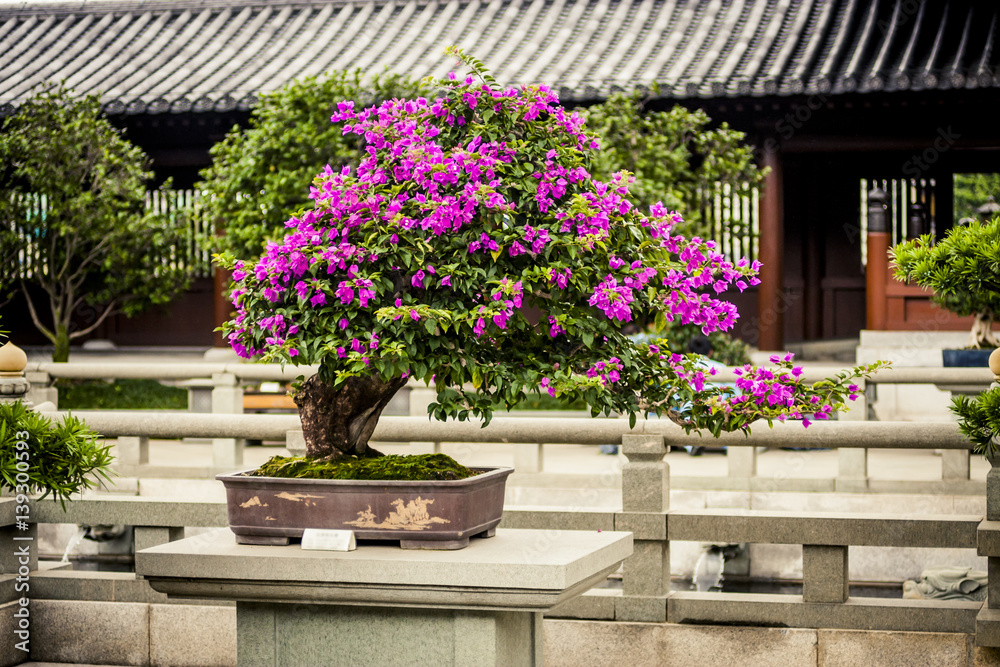 Obraz premium Bonsai tree at a temple in Hong Kong
