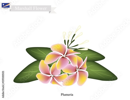Plumeria, The National Flower in Marshall Islands