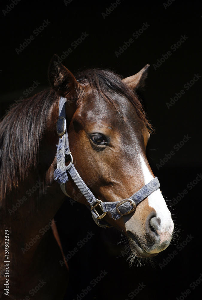 Purebred horse posing against black background on animal farm Purebred horse posing against black background on animal farm