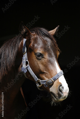 Purebred horse posing against black background on animal farm