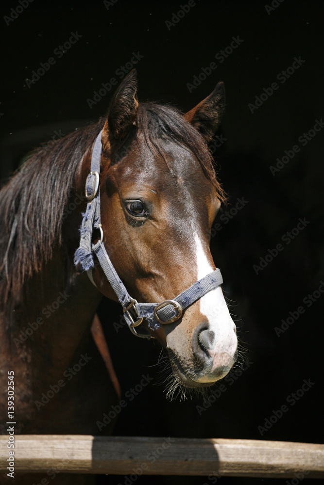 Fototapeta premium Portrait of a thoroughbred stallion in the barn door