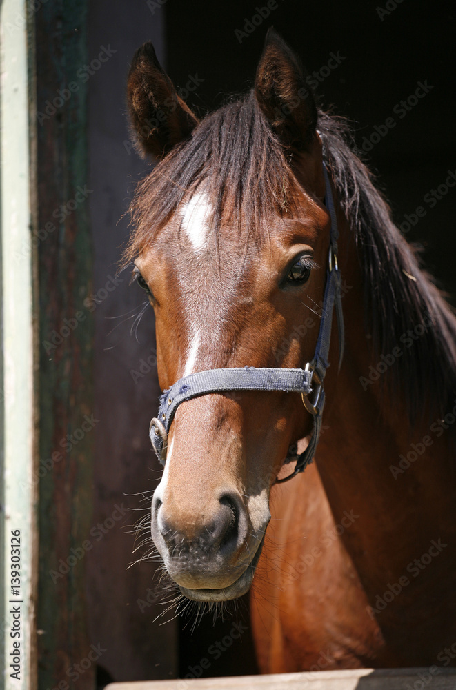 Fototapeta premium Horse looking over the stable fence summertime