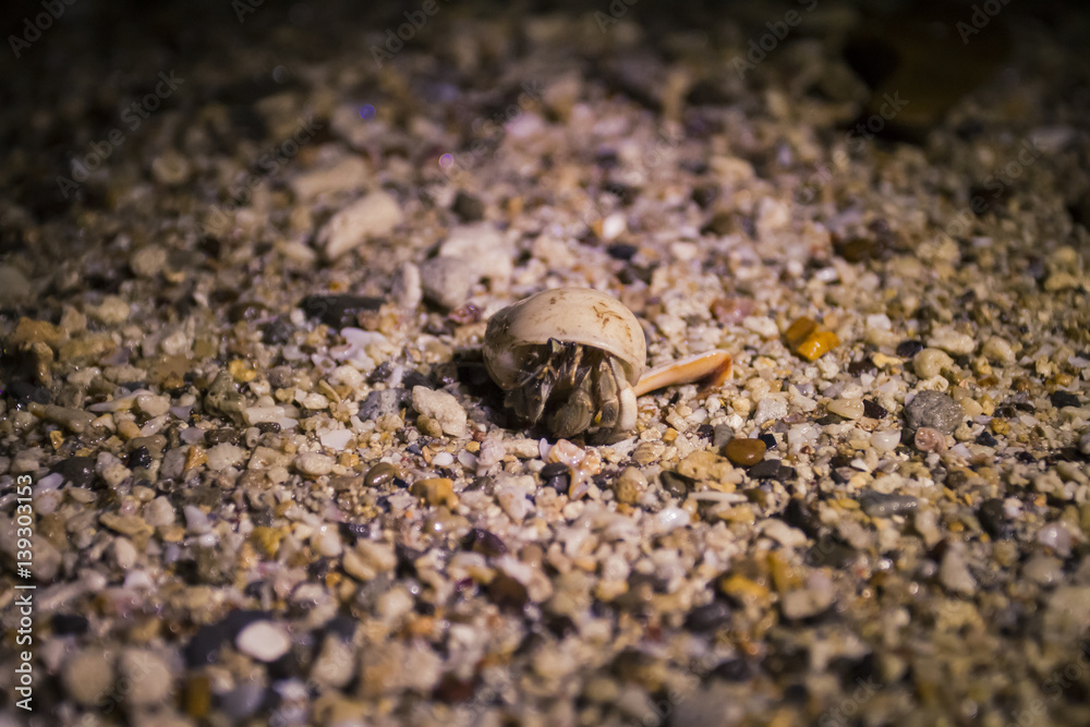 Small crab on a beach