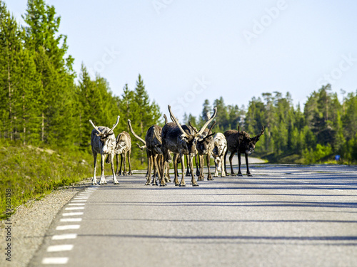 Reindeers on the street, Sweden, Norrland, Lapland