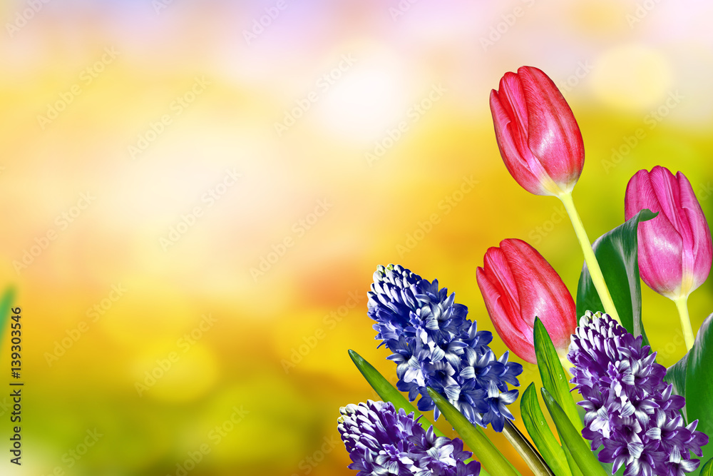 Bright and colorful flowers tulips Bright and colorful flowers tulips