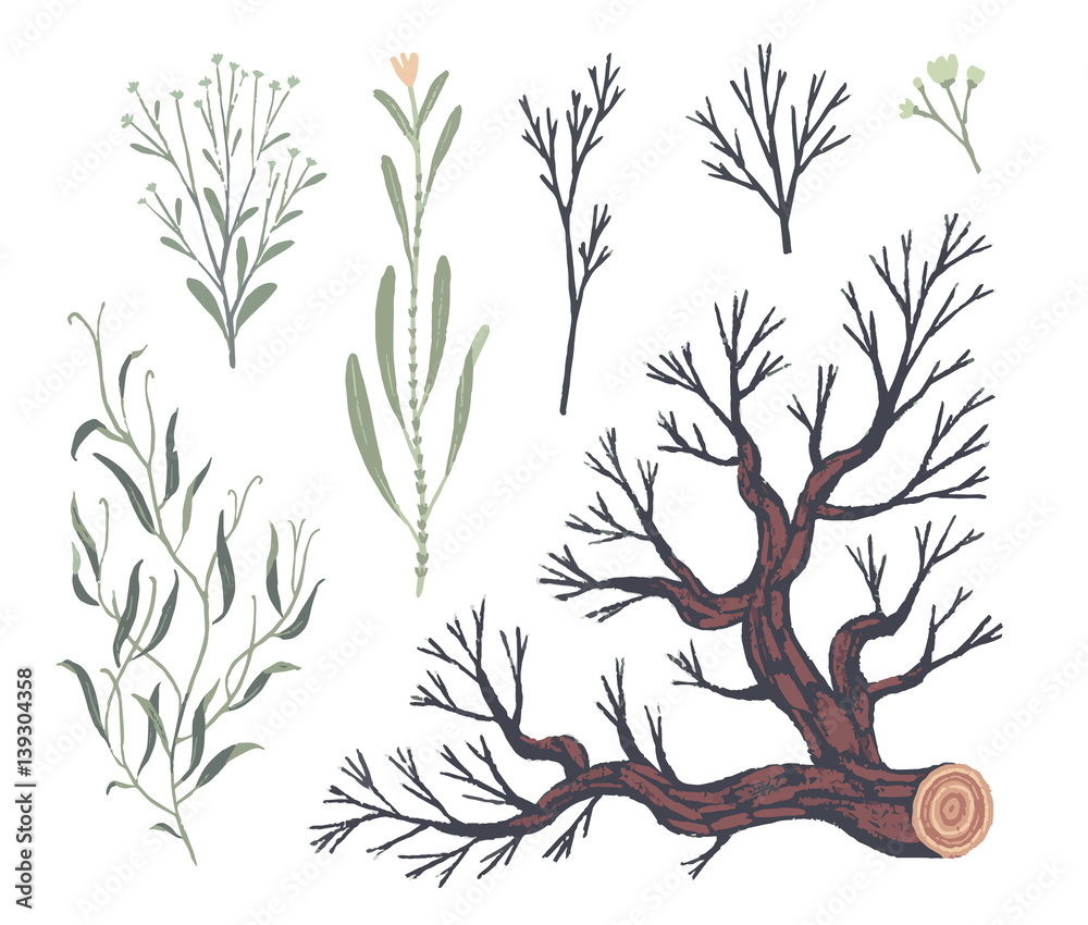 Obraz premium Natural decorative elements. Botanical illustrations. Vector clip art.