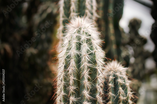 Green prickly cactus