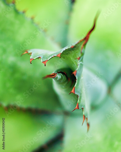 Aloe plant closeup © Nadia