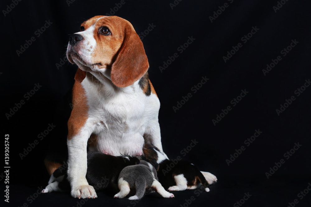 beagle dog feeding her puppies