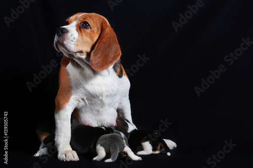 beagle dog feeding her puppies © Sigma s