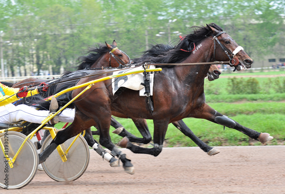 Brown horse trotter breed in motion on racetrack Brown horse trotter breed in motion on racetrack
