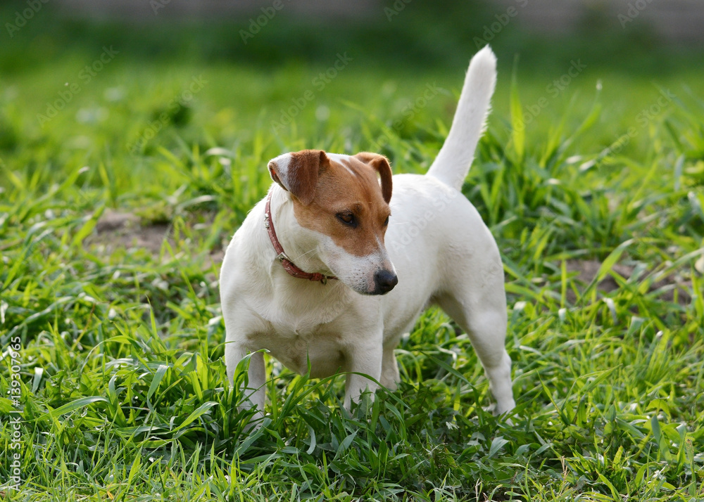 Jack Russell Terrier stand in grass summer