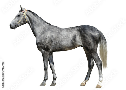 The young gray horse  stand isolated on white background side view © geptays