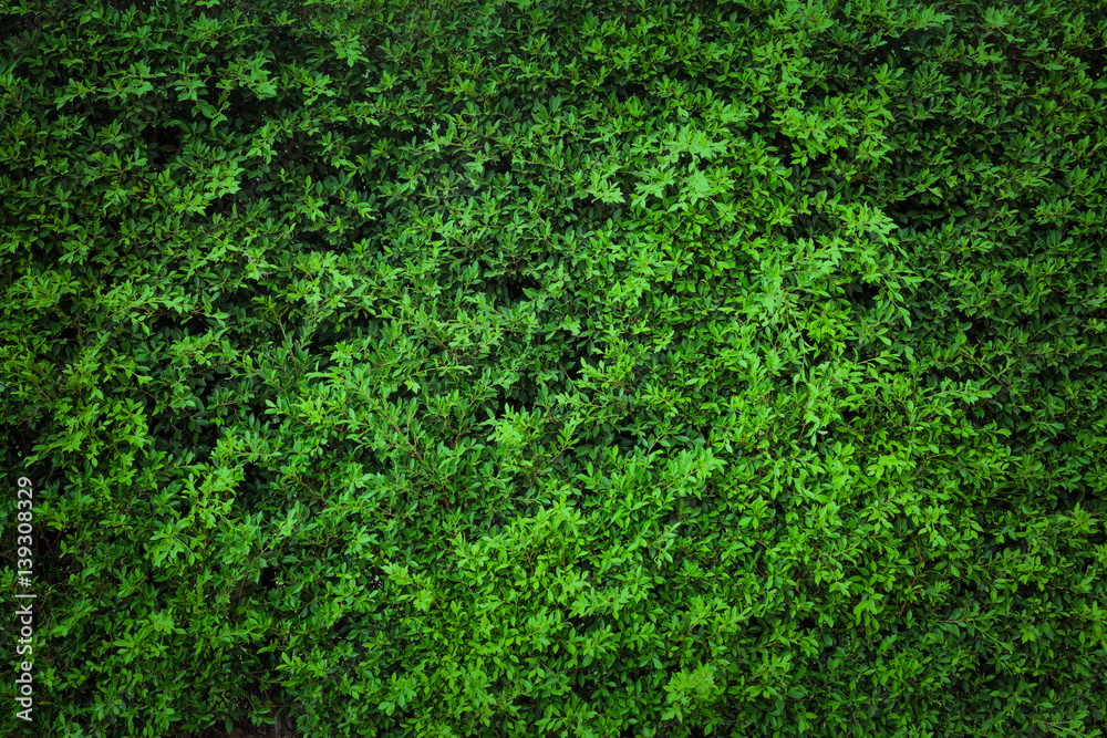 green leaves natural wall. green leaves natural wall.