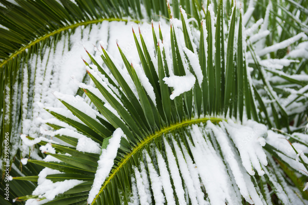 Fototapeta premium Palm tree covered with snow in unusually cold winter