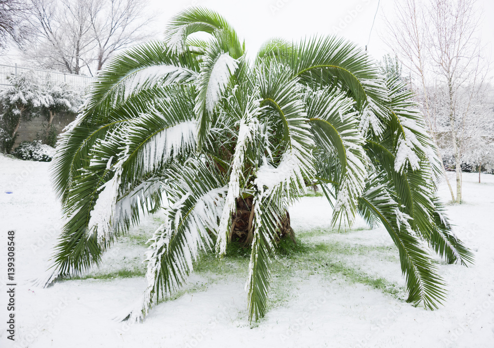Naklejka premium Palm tree covered with snow in unusually cold winter