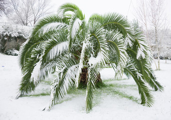 Wandcirkels Palmboom Besneeuwde palmboom strenge winter  © Maresol