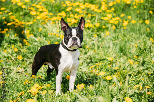 Funny Young Boston Bull Terrier Dog Outdoor In Green Spring Meadow