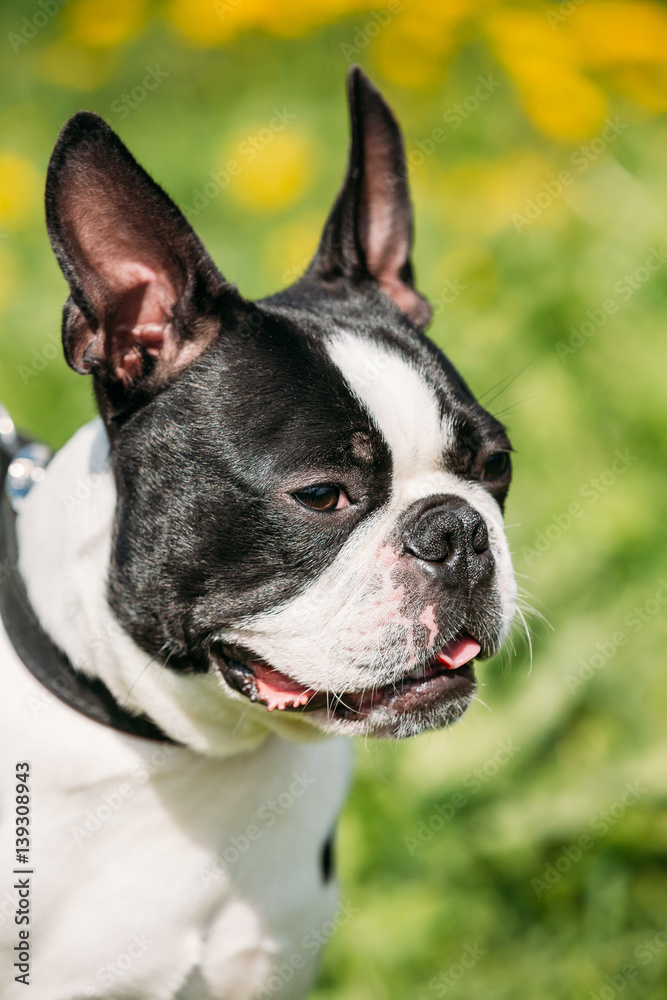 Funny Young Boston Bull Terrier Dog Outdoor In Green Spring Meadow