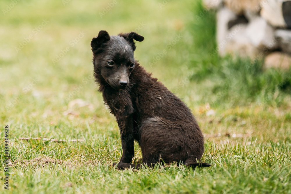 Black Small Size Mixed Breed Homeless Puppy Dog Sit Outdoor In Green Grass Black Small Size Mixed Breed Homeless Puppy Dog Sit Outdoor In Green Grass