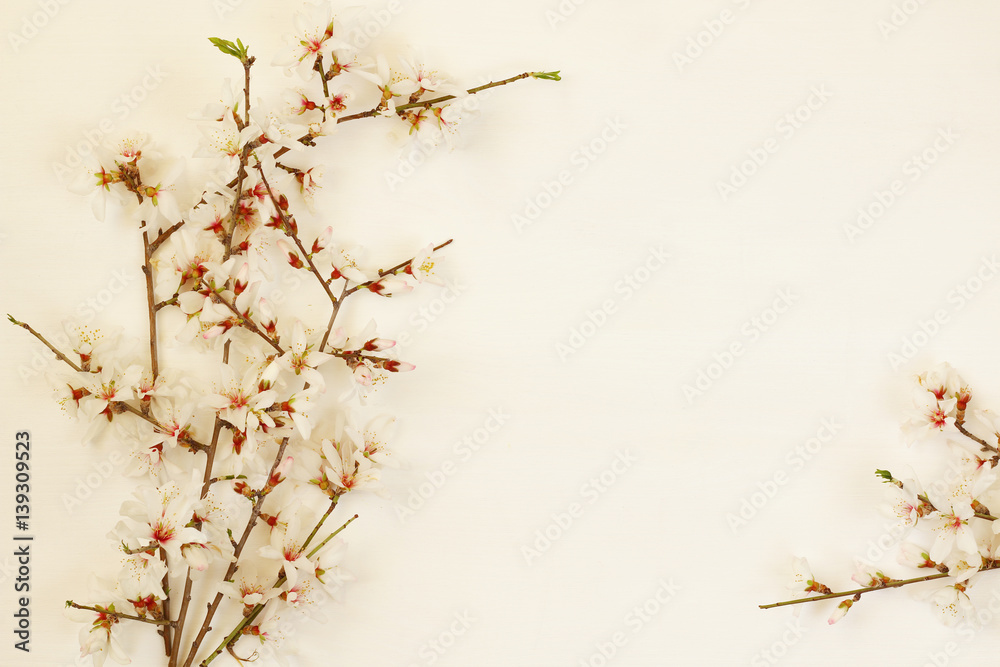 image of spring white cherry blossoms tree
