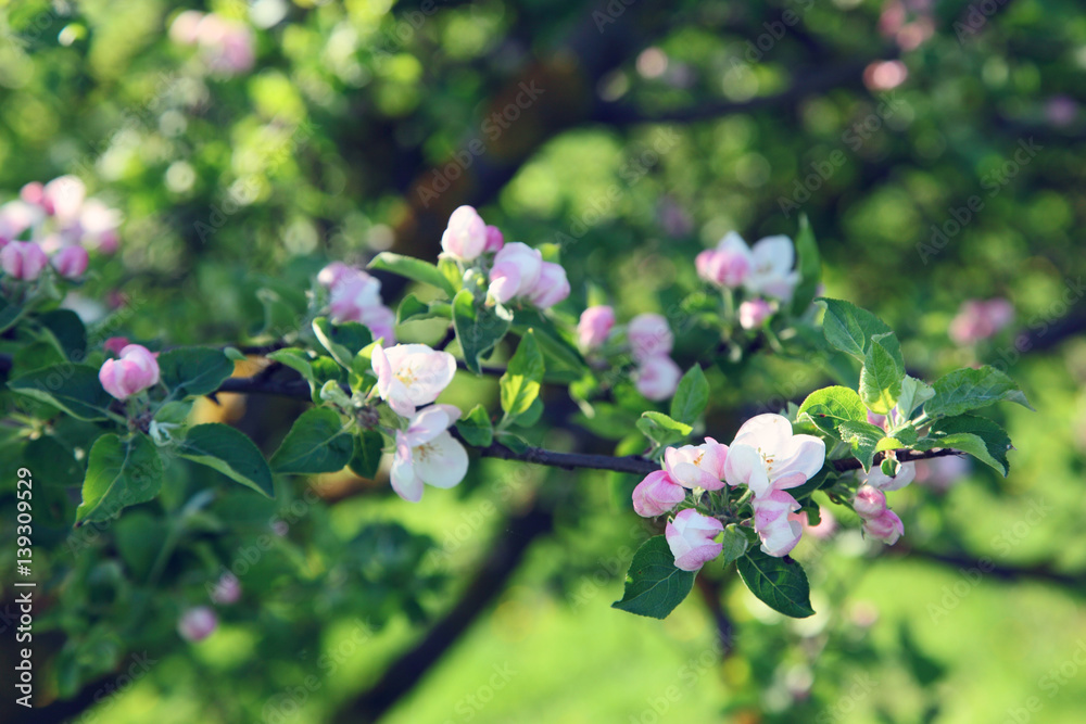 apple-tree apple-tree