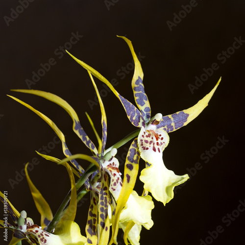 Aliceara or Oncidium orchid flowers, Cornwall, England, UK. photo