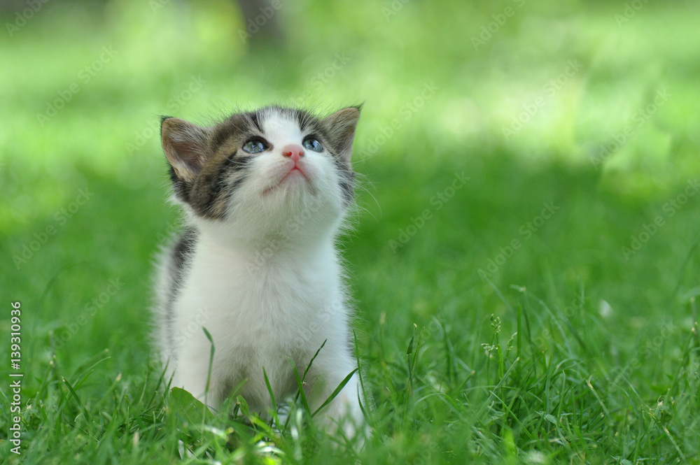 Little kitten play in the grass, Cute little kity
