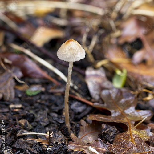 Small Toadstool in the leaf litter, Cornwall, England, UK.