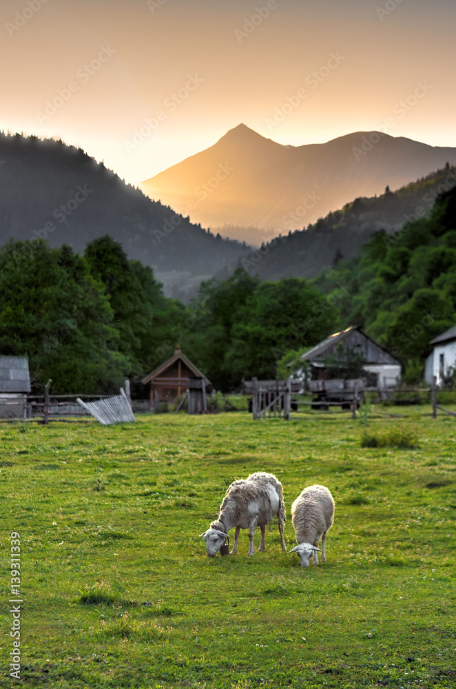 Scenic rustic vertical landscape of peaceful Russian countryside life with sheep couple grazing outdoors on a glade and Caucasus mountain peak at summer sunset