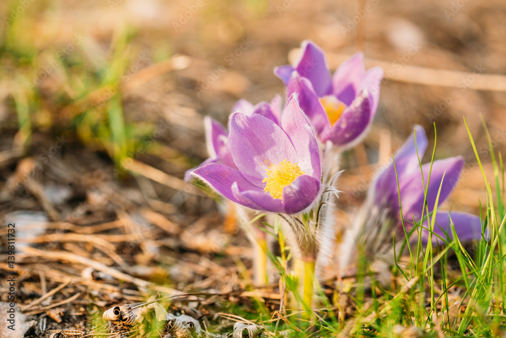 Wild Young Pasqueflower In Early Spring. Flowers Pulsatilla Pat Wild Young Pasqueflower In Early Spring. Flowers Pulsatilla Pat