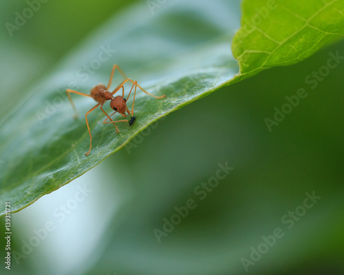 Red ant on green leaf, Macro photo. © janjutamas