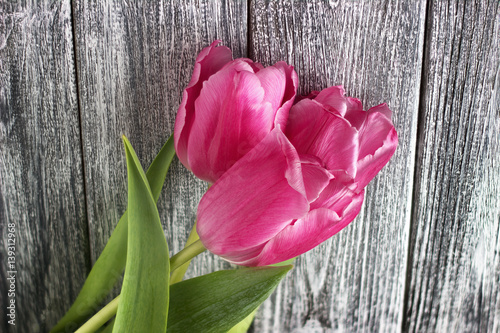 Fototapeta Naklejka Na Ścianę i Meble -  Pink tulips over shabby gray wooden table. Womans Day. 8 march.