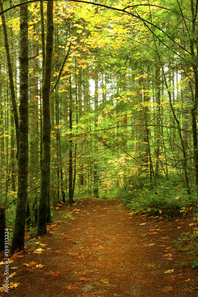 Obraz premium a picture of an exterior Pacific Northwest forest hiking trail