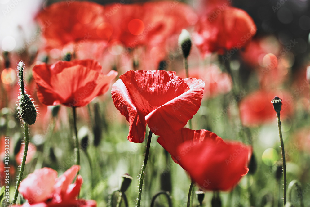 Obraz premium poppy field