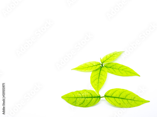 leafs isolated on white background