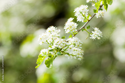 Closeup of Cherry Flower at Blossom