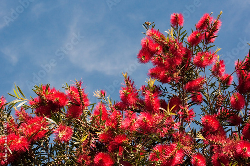 Red Banksia 1 photo