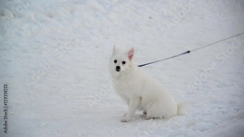 White Swiss Shepherd dog with leash standing on snow