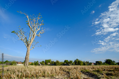 big alone tree in the rice field