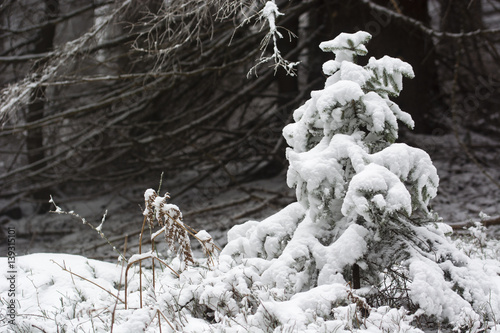 Snowy tiny fir tree in the forest with branches of big spruce in the background.