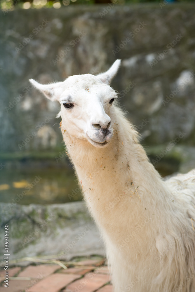 White Llama close up