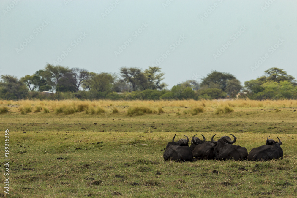Herd of Buffalo paying close attention while we drive by, Botswana Herd of Buffalo paying close attention while we drive by, Botswana